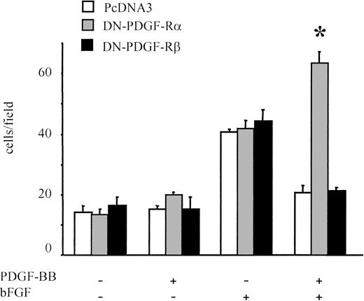 Fig. 5. Migration of BAECs transfected with dominant-negative receptors. / BAECs were transfected either with a dominant-negative PDGF-Rα vector (DN-PDGF-Rα), with a dominant-negative PDGF-Rβ vector (DN-PDGF-Rβ, or with a PcDNA3 empty vector and were cotransfected with pEGFP-N1 reporter vector. A dominant-negative versus reporter-vector molar ratio of 4:1 was used. Under these conditions both plasmids were internalized in the same cell; when migrated cells were examined, only GFP-positive cells were counted. Neither the empty vector nor the dominant-negative vectors affected bFGF-induced migration. PDGF-BB inhibitory effect on bFGF-induced migration was present in the empty-vector–transfected cells and in the DN-PDGF-Rβ–transfected cells, whereas it was absent in DN-PDGF-Rα–transfected cells. In the latter, BAEC migration was increased in the presence of PDGF-BB and bFGF compared with bFGF alone. *Statistically significant difference (P < .01). Data are expressed as average ± SD of 4 experiments carried out in duplicate.