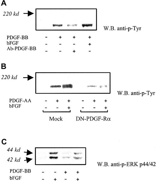 Fig. 6. PDGF receptor phosphorylation and MAP kinase activation. / (A) PDGF receptor phosphorylation was investigated at 5-minute PDGF-BB exposure (10 ng/mL), with or without bFGF. Increased phosphorylation of PDGF-Rα and PDGF-Rβ was found in the presence of bFGF/PDGF-BB compared with PDGF-BB alone (average increase, 52% ± 18%). Anti–PDGF-BB neutralizing antibody (Ab-PDGF-BB) markedly inhibited PDGF receptor phosphorylation. This experiment was carried out 3 times with similar results. One representative experiment is shown. (B) Phosphorylation of PDGF-Rα was investigated in BAECs exposed to PDGF-AA, which is a PDGF-Rα–specific agonist, in the absence and in the presence of bFGF. Under these conditions, bFGF/PDGF-AA–treated cells showed increased phosphorylation compared with PDGF-AA alone. Receptor phosphorylation was markedly reduced in DN-PDGF-Rα–transfected cells. This experiment was carried out 3 times, with similar results. One representative experiment is shown. (C) ERK1/2 phosphorylation induced by bFGF alone, PDGF-BB alone, and bFGF/PDGF-BB was detected with an antibody specifically recognizing the activated forms at 44 kd and 42 kd, respectively. A marked phosphorylation decrease was found in the presence of bFGF/ PDGF-BB compared with bFGF alone. This experiment was carried out 5 times with similar results. One representative experiment is shown.