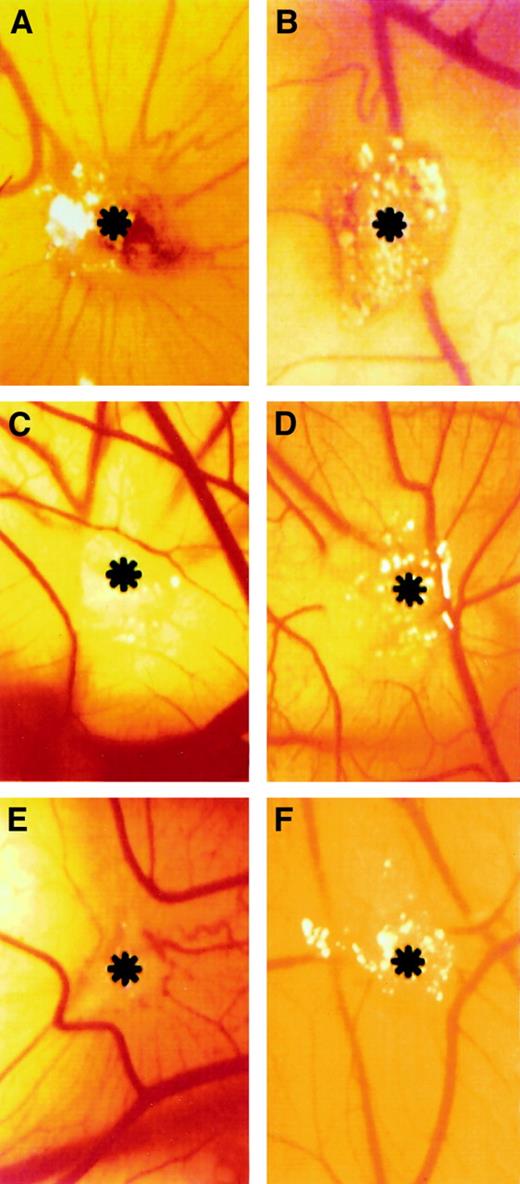Fig. 7. Macroscopic observations of the PDGF-AA and PGDF-BB effect on bFGF-induced neovascularization in the CAM assay. / Gelatin sponge adsorbed with bFGF (500 μg) is surrounded by allantoic vessels that develop radially toward the implant in a spoked-wheel pattern (A), whereas no vascular reaction is detectable around PBS-treated (B) and PDGF-AA–treated (C) sponges. Allantoic vessels were less numerous in the specimens treated with bFGF added to PDGF-AA and PDGF-BB (500 μg each) (D and F, respectively), whereas PDGF-BB alone induced a moderate angiogenic response (E). Asterisks indicate sponges. Panels refer to a representative experiment. Original magnification, × 50.