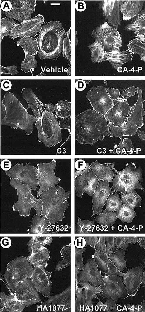 Fig. 2. CA-4-P stimulates actin stress fiber formation via Rho/Rho-kinase. / Sparsely plated endothelial cells were pretreated with either vehicle control (30 minutes; A,B) or C3 exoenzyme (24 hours, 10 μg/mL; C,D) or Y-27632 (30 minutes, 10 μM; E,F) or HA1077 (30 minutes, 10 μM; G,H) and then were exposed to 1 μM CA-4-P for 30 minutes (B,D,F,H). Actin was stained with Texas Red–conjugated phalloidin as described in “Materials and methods,” and cells were examined by fluorescence microscopy. Bar = 30 μm.