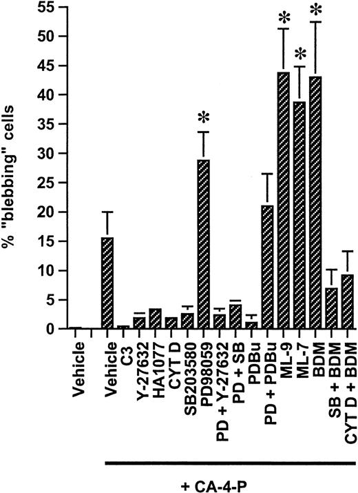 Fig. 4. Regulation of CA-4-P–induced membrane blebbing. / Confluent endothelial cultures grown on Permanox slides were pretreated with either C3 exoenzyme (24 hours, 10 μg/mL) or for 30 minutes with all other specified inhibitors/activators used either singly or in combination at the following concentrations: Y-27632, 10 μM; HA1077, 10 μM; cytochalasin D, 10 nM; SB203580, 10 μM; PD98059, 25 μM; PDBu, 200 nM; ML-7, 10 μM; ML-9, 10 μM; and BDM, 5 mM. Cells were then exposed to CA-4-P (60 minutes, 1 μM), stained with Texas Red–conjugated phalloidin, and mounted in Vectashield with DAPI. Blebbing was quantified by counting phalloidin-stained blebbing cells in 9 random microscope fields per treatment and expressing these as a proportion of total numbers of DAPI-stained nuclei in identical fields. Values are means ± SD from 4 independent experiments using HUVEC cultures at passages 2 to 3. *P < .05 compared with vehicle + CA-4-P.