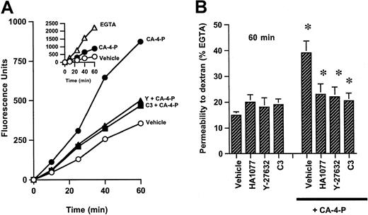 Fig. 5. CA-4-P induces an increase in endothelial monolayer permeability to dextrans. / (A) Confluent endothelial monolayers grown on transwell filters were treated with vehicle control (○), CA-4-P (15 minutes, 1 μM) (●), C3 exoenzyme (24 hours, 10 μg/mL) followed by CA-4-P (15 minutes, 1 μM) (▴), and Y-27632 (30 minutes, 10 μM) followed by CA-4-P (▪). Data for inhibitors alone are not plotted and were not significantly different from inhibitors plus CA-4-P. Medium was replaced with FITC-dextran, and its passage through the filters was monitored at time intervals for 1 hour. In inset, passage of dextran through parallel cultures exposed to EGTA (5 mM, 15 minutes) (▵) is compared with vehicle (○) and CA-4-P (●). (B) Values taken at 60-minute time point in panel A are expressed as the percentage of fluorescent dextran passing through monolayers exposed to EGTA (see inset, 60-minute time point). Preincubation with HA1077 was for 30 minutes at 10 μM. Inhibitors were followed by either 15 minutes of vehicle control or 15 minutes of 1 μM CA-4-P. Mean values ± SEM were obtained from 3 separate filters from one of 3 representative experiments. *P < .05 for CA-4-P compared to vehicle or for inhibitors + CA-4-P compared to CA-4-P vehicle.