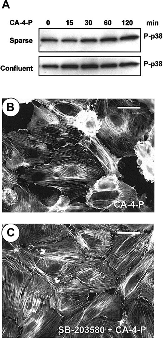 Fig. 6. SAPK2/p38 is activated by CA-4-P and regulates membrane blebbing. / (A) Sparse or confluent endothelial cultures were treated with 1 μM CA-4-P, cell lysates were harvested, and equal amounts of protein were analyzed by Western blotting for phospho–SAPK-2/p38 (P-p38). (B,C) Confluent endothelial cells were preincubated with vehicle control (B) or SB203580 (30 minutes, 10 μM; C) and then were exposed to CA-4-P (60 minutes, 1 μM). Cells were stained for actin with Texas Red–conjugated phalloidin as described in “Materials and methods” section and were examined by fluorescence microscopy. Bar = 35 μm.