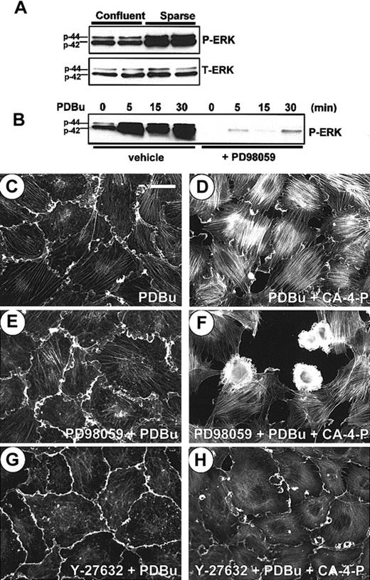 Fig. 7. Regulation of membrane blebbing by ERK-1/2. / (A) Cell lysates were harvested 18 hours after the last medium change from 2 independent endothelial cultures grown either sparsely or confluent, and equal amounts of protein (40 μg) were analyzed for phosphorylated ERK-1/2 (P-ERK) and total ERK-1/2 (T-ERK). (B) Confluent endothelial cells were preincubated with either vehicle control or PD98059 (30 minutes, 25 μM) and then exposed to PDBu (200 nM) for the indicated times. Cell lysates were analyzed for P-ERK activity as in panel A. (C-H) Confluent endothelial cells grown on Permanox slides were preincubated with either PDBu (15 minutes, 200 nM; C,D) or PD98059 (30 minutes, 25 μM), followed by PDBu (15 minutes, 200 nM; E,F) or Y-27632 (30 minutes, 10 μM), followed by PDBu (15 minutes, 200 nM; G,H). Cells in panels D, F, and H were then treated with CA-4-P (30 minutes, 1 μM) and stained for actin. Bar = 40 μm.