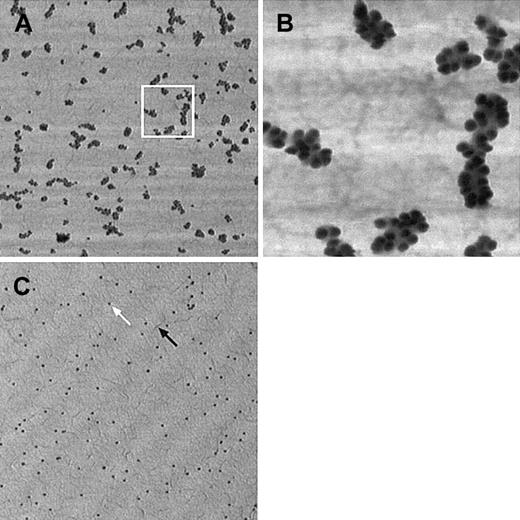 Fig. 1. VWF labeling efficiency and specificity by immunogold method. / (A) Individual VWF molecules are almost completely covered by gold spheres. VWF bound to collagen was visualized by polyclonal anti-VWF antibody treatment, followed by protein-A–conjugated gold (15-nm diameter beads). (B) Magnified detail of the area delimited by a white square. (C) Nonspecific binding of immunogold on collagen. PBS-perfused collagen surface was treated like the previous sample. Although several markers are present on the surface (white arrow), these nonspecifically bound particles do not form clusters and are, therefore, readily distinguishable from specifically bound gold. Collagen layer covers the surface uniformly and forms small filaments (black arrow). Pictures taken in tapping mode AFM have lateral dimensions of 5 × 5 μm (for A and C) or 1 × 1 μm (B), height scale ranges from 0 to 20 nm (bright to dark). Ultralever “D” tip, F = 158 kHz, setpoint is approximately 90% of the free vibration amplitude.