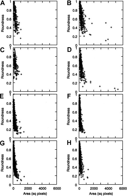 Fig. 3. Roundness versus area plot of VWF molecules in function of shear stress. / The stacked graphs representing data from 4 experiments are shown (A,C,E,G: low shear; B,D,F,H: high shear). After 5 minutes of VWF perfusion over collagen surface, size distribution of gold bead–covered area is similar at low (A, 1st experiment; C, 2nd experiment) and at high shear (B, 1st experiment; D, 2nd experiment), but some very large molecules are present only in the latter case (points at the right side of B and D). Cloud plots for the roundness versus area graphs show that irregularity of VWF molecules seems to correlate with their area size, and highly irregular molecules are also unusually large. When perfusing for 15 minutes, such large molecules could not be detected anymore, neither in the absence (E-F) nor in the presence (G-H) of fixed platelets in the perfusate. AFM parameters are identical to those in Figure 1.