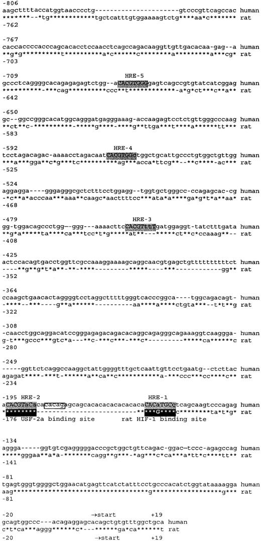Fig. 2. Alignment of the promotor regions of human and rat PAI-1. / The promoter region of human PAI-1, stretching from position −806 to +19 relative to transcription start, was aligned with the homologous sequence from rat. The 5 putative HREs are highlighted in gray, and uppercase letters indicate homology with the canonical HRE sequence BACGTSSK, B = B = G/C/T, S = C/G, and K = G/T.23The rat HIF-1 and USF-2a binding sites are highlighted in black. Finally, the CACAG element that is important for the functionality of various HREs is boxed.29 In the rat sequence * denotes identical sequences, letters indicate substitutions, and deletions are represented by dashes.