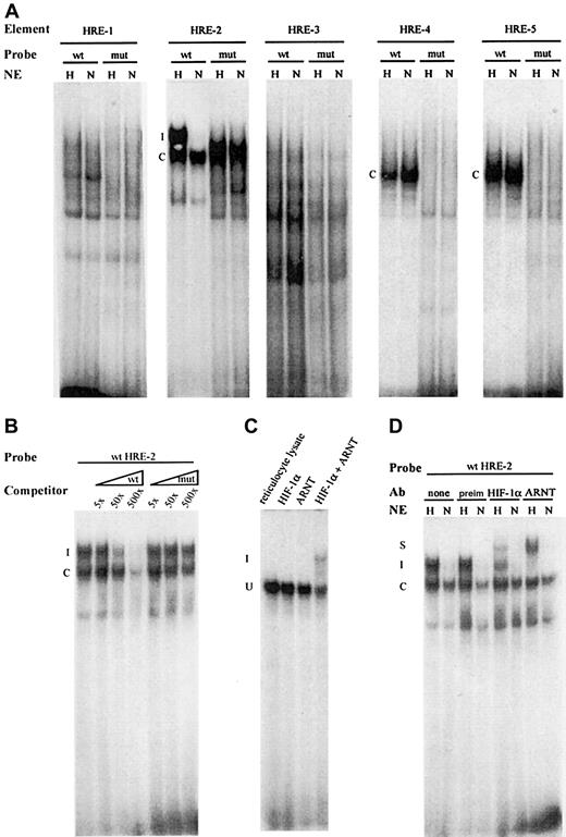 Fig. 4. EMSA with the HREs of the human PAI-1 promotor. / Oligonucleotides corresponding to wild-type (wt) or mutated (mut) HREs (sequences are listed in Table 1) were incubated with either nuclear extracts (NE) from normoxic cells (N) or hypoxic cells (H) or from in vitro–translated proteins. (A) NE from H and N cells was incubated with wt and mut probes corresponding to all 5 putative HRE elements of human PAI-1. The constitutive complexes are marked with a C, and the hypoxia-induced complex with an I. (B) For competition assay, radiolabeled wt HRE-2 probe was incubated with NE from hypoxic cells with cold wt or mut probe in 5-, 50-, or 500-fold molar excess, as indicated. (C) Radiolabeled wt HRE-2 probe was incubated with either in vitro–translated HIF-1, ARNT, or both. Rabbit reticulocyte lysate was used as control. (D) For supershift analysis, the wt HRE-2 probe was incubated with NE from H or N cells, as indicated. After initial binding, the preimmune serum, anti–HIF-1 antibody, or anti-ARNT antibody was added. The constitutive complexes are marked C, the inducible I, and the supershifted S.
