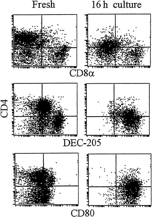 Fig. 1. CD4+ and CD8α+ DC present in fresh spleen suspensions. / Low-density spleen DCs were gradient-enriched by Nycodenz gradient centrifugation from spleen. At this stage DCs were not further purified by immunodepletion, but immediately labeled in 3 colors for CD11c (plus FITC-antihamster Ig; FL-1; not shown), the indicated monoclonal antibodies (mAb; plus PE-antirat Ig; FL-2) followed by blocking in 10% rat serum and addition of Cy5-PE–conjugated CD4 (FL-3). Plots show the expression of antigens on fresh DCs (A) or the effect of culture on the indicated antigens (B). Dot plots show DCs gated for CD11c positivity and by size and forward scatter to exclude dead cells and debris (see McLellan and Kampgen19).