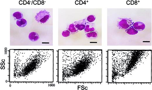 Fig. 4. Morphology of the DC subsets. / The upper panels show freshly isolated, low-density DCs that were FACS sorted into the 3 indicated DC populations, pelleted onto glass slides, air dried, and stained with May-Grünwald-Giemsa. Cells were photographed under oil immersion using a × 100 objective. Scale bars represent 10 μm. For the lower panels, the forward scatter (FSc) and side scatter (SSc) characteristics of the FACS-sorted DC subsets is shown.