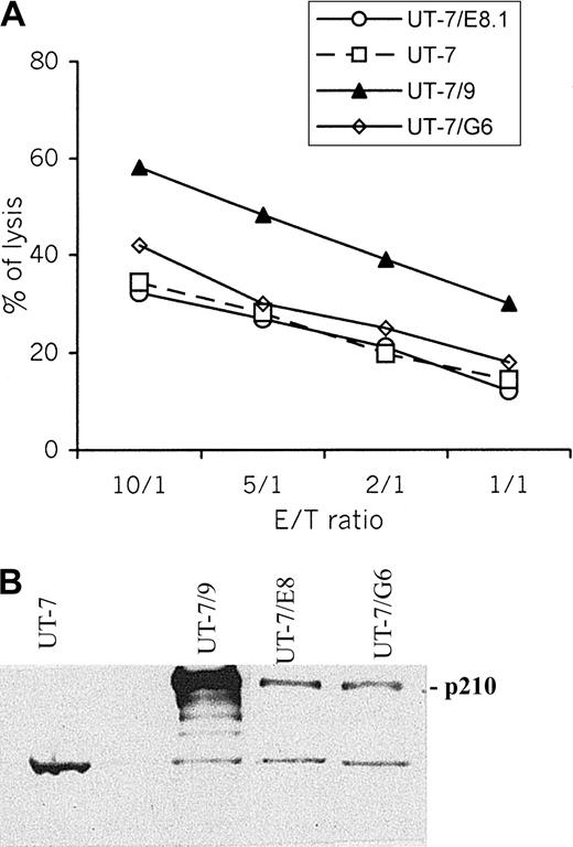 Fig. 1. UT-7/9 cells expressing high level of BCR-ABL display increased susceptibility to dNK cytolysis. / (A) Cytotoxic activity (4-hour 51Cr release assay) of dNK cells toward UT-7, UT-7/E8.1, UT-7/G6, and UT-7/9 cells was measured for the indicated effector-target (E/T) ratio. One representative experiment of 6 is shown. (B) Western blot analysis of BCR/ABL in UT-7 cell line and its BCR/ABL transfectants.