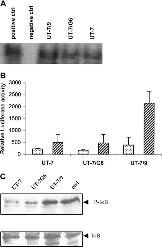 Fig. 5. UT-7/9 cells display a constitutive activation of NF-κB that is modulated by STI571. / (A) EMSA showing NF-κB activation in UT-7, UT-7/G6, and UT-7/9 cells. (B) NF-κB activity determined by NF-κB–dependent reporter gene. Cells were transfected with a plasmid containing a NF-κB LUC reporter (3 × NF-κB(pIC)-tk-LUC) using the Fugene system and luciferase activity measured 30 hours after transfection. (C) Western blot analysis of IκB phosphorylation in the 3 cell lines.