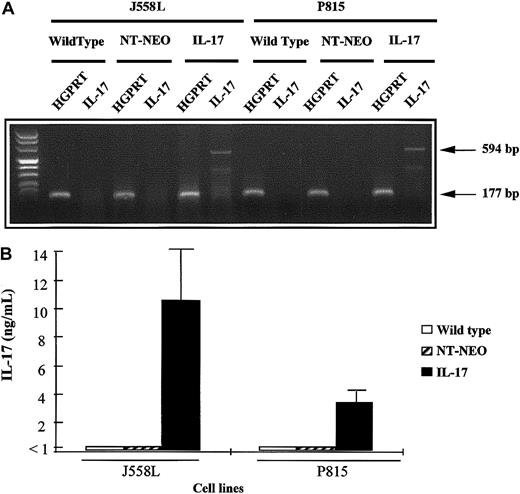 Fig. 1. Characterization of mIL-17–transfected P815 and J558L cell lines. / (A) The cDNA derived from mRNA extracted from wild-type, mock-transfected (NT-Neo), or mIL-17–transfected tumor cells (P815 or J558L) was amplified by PCR using primers specific for HGPRT or IL-17 mRNA. Amplified PCR products were then loaded on a 2% agarose gel and stained with ethidium bromide for UV visualization. (B) Wild-type, mock-transfected, or IL-17–transfected tumor cells (P815 or J558L) were plated on 24-well flat-bottomed plates at a density of 5 × 105 cells per well. The cells were cultured for 72 hours, and IL-17 concentrations in the supernatants were measured by ELISA.