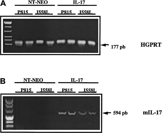 Fig. 4. In vivo persistence of the IL-17 transgene in tumor transfected with mIL-17 cDNA and transplanted into mice. / The cDNA derived from mRNA extracted from mock-transfected (NT-Neo) or IL-17–transfected P815 or J558L cells was amplified by PCR using primers specific for murine HGPRT (A) or mIL-17 (B). Amplified PCR products were loaded on a 2% agarose gel and stained with ethidium bromide for UV visualization.