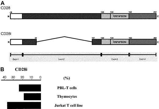Fig. 1. Scheme of CD28i and semiquantitative measurement of CD28i mRNA levels. / (A) Schematic representation of human CD28 and CD28i. Exon 1, exon 2, exon 3, and exon 4 are shaded in different tones. The transmembrane domains in exon 3 are indicated. (B) Semiquantitative measurement of CD28i. The cytoplasmic RNAs from PBL-T cells, thymocytes, and Jurkat T cells were examined by RT-PCR for CD28i messages using a specific primer. EtBr-stained PCR products were estimated semiquantitatively after 21, 23, 25, 27, 29, and 31 cycles to ensure near-linear amplification. The percent values indicate the proportional amplification compared with the similarly amplified CD28 message that scores 100%. The data represent the 3 experiments with similar results.