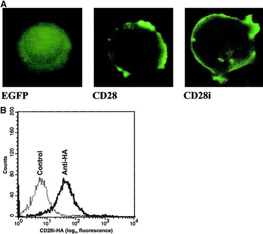 Fig. 2. Characterization of CD28 isoform proteins in transfected Jurkat T cells. / (A) Distribution of CD28 isoforms in transfected Jurkat T cells. The cDNAs encoding CD28 and CD28i were subcloned into pEGFP to generate C-terminal fusions of CD28 and CD28i with EGFP. Jurkat T cells were transfected with pEGFP or those pEGFP-based plasmids, and cells were monitored 12 hours later by laser confocal microscope. Original magnification × 400. (B) Detection of HA-tagged CD28i on the Jurkat T cell transfectant by cell-surface staining. Jurkat T cells were transfected with the expression vector harboring HA-tagged CD28i. The stable transfectant was stained with rabbit anti-HA Ab and FITC–goat anti–rabbit IgG Ab, then subjected to analysis with flow cytometry. The control was stained with FITC–goat anti–rabbit IgG Ab alone.