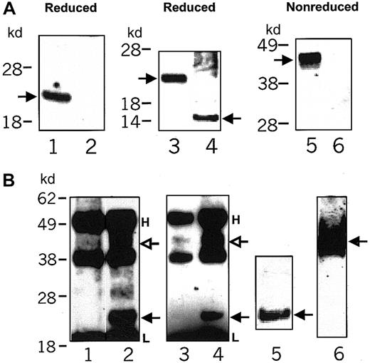 Fig. 3. Protein analysis of CD28i in PBL-T cells and Jurkat T cells. / (A) SDS-PAGE analysis of HA-tagged CD28i protein in Jurkat T-cell transfectants. Stable transfectants of Jurkat T cells harboring CD28i-HA or N-linked glycosylation-deficient CD28i-HA were lysed in 1% Nonidet P40. Whole-cell lysates were fractionated by SDS-PAGE in reduced or nonreduced conditions and immunoblots were performed using anti-HA Ab. Arrows in lane 1 and lane 3 indicate CD28i-HA monomers. Arrows in lane 4 and lane 5 indicate N-linked glycosylation-deficient CD28i-HA monomers and CD28i-HA dimers, respectively. Lane 2 and lane 6 show samples of native Jurkat T cells. (B) The detection of CD28i protein in PBL-T cells and Jurkat T cells with CD28 C-terminal–specific Western blotting. The 1% Nonidet P40 cell lysates of PBL-T cells and Jurkat T cells were immunoprecipitated with a CD28 C-terminal–specific Ab (lanes 2 and 4) or the control Ab (lanes 1 and 3). Immunoprecipitates were fractionated by SDS-PAGE in the reduced condition and CD28 C-terminal–specific Western blotting was performed. Shown in lanes 5 and 6 are the data indicating the HA-tagged CD28i and HA-tagged CD28, which were visualized by HA-specific Western blotting. Lanes 1 and 2 are the data of human PBL-T cells, and lanes 3 and 4 are the data of Jurkat T cells. CD28 is indicated by an open arrow, and CD28i is indicated by a filled arrow in lanes 2 and 4. H indicates the position of the Ig heavy chain, and L indicates the position of the Ig light chain. The data represent 3 experiments with similar results.