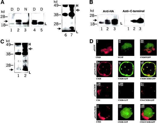 Fig. 4. Association of CD28i with CD28. / (A) Coimmunoprecipitation of CD28i with CD28 in 1% digitonin cell extract. Extracts from CD28i-HA–transfected Jurkat T cells were prepared using 1% Nonidet P40 or 1% digitonin buffer, immunoprecipitated with anti-CD28 Ab (L293) that only reacts with CD28, or an Ab specific for CD43. Immunoprecipitates were fractionated by SDS-PAGE. Western blot membranes were probed with anti-HA Ab. The anti-CD28 only precipitated HA-tagged CD28i from 1% digitonin extract but not from 1% Nonidet P40 extract. In parallel, extracts of CD28i-HA–transfected Jurkat T cells were prepared with 1% digitonin and immunoprecipitated with anti-HA Ab or control Ab. Subsequently, the CD28 C-terminal–specific Western blotting was performed and is shown in the 2 lanes at the right end. Lanes 1 and 6: immunoprecipitated by the control Ab. Lanes 2, 3, and 4: immunoprecipitated by anti-CD28 Ab. Lane 5: immunoprecipitated by anti-CD43 Ab. Lane 7: immunoprecipitated by anti-HA Ab. D indicates digitonin buffer cell extract and N indicates Nonidet P40 buffer cell extract. Filled arrows indicate CD28i-HA in lanes 2, 4, and 7. In lane 7, the open arrow indicates CD28. H indicates the position of the Ig heavy chain, and L indicates the position of the Ig light chain. (B) Detection of HA-tagged CD28i with anti-CD28 C-terminal Ab. One percent digitonin cell extracts of CD28i-HA–transfected Jurkat T cells were immunoprecipitated with anti-CD28 Ab (L293) or anti-HA Ab. Western blot membrane was probed first with anti-HA Ab (left panel). To avoid the background by Ig light chain at approximately 20 kd, the Ig light chain blots were excised before the membrane was reprobed with anti-CD28 C-terminal Ab (right panel). Lane 1: immunoprecipitated with the control Ab. Lane 2: immunoprecipitated with anti-CD28 Ab. Lane 3: immunoprecipitated with anti-HA Ab. In the left panel, the filled arrow indicates CD28i-HA; in the right panel, the filled arrow indicates anti-CD28 C-terminal Ab reactive proteins. L indicates the position of the Ig light chain. (C) Coimmunoprecipitation of CD28i with CD28 in PBL-T 1% digitonin cell extract. One percent digitonin cell extract of PBL-T cells was immunoprecipitated with anti-CD28 Ab (L293). Western blot membrane was probed with anti-CD28 C-terminal Ab. To avoid the background by Ig light chain, the Ig light chain blots were excised prior to film exposure. Lane 1: immunoprecipitated with the control Ab. Lane 2: immunoprecipitated with anti-CD28 Ab. In lane 2, the open arrow indicates CD28. H indicates the position of the Ig heavy chain, and L indicates the position of the Ig light chain. (D) Confocal microscopic study of GFP-fusion proteins of CD28i in Jurkat T cells stained with anti-CD28 Ab. Jurkat T cells were transfected with pEGFP(i-iii) or pEGFP-CD28i (CD28i-GFP) (iv-xii). Sixteen hours later, cells were stained with RPE-conjugated anti-CD28 Ab, which detects CD28 but not CD28i, RPE–anti-CD4, or anti-CD43 Ab-plus Alexa-anti–mouse IgG, then analyzed by confocal microscope. CD28 (i and iv), CD4 (vii) and CD43 (x) were shown in red fluorescence. Only green fluorescence (GFP alone or CD28i-GFP) was detected in the middle panels (ii, v, viii, xi). Red fluorescence and green fluorescence were merged and are shown in the right panels (iii, vi, ix, xii). Only (vi) shows yellow patches resulting from a close association of CD28i-GFP and RPE–anti-CD28 Ab. Transfected plasmids are indicated on the left.