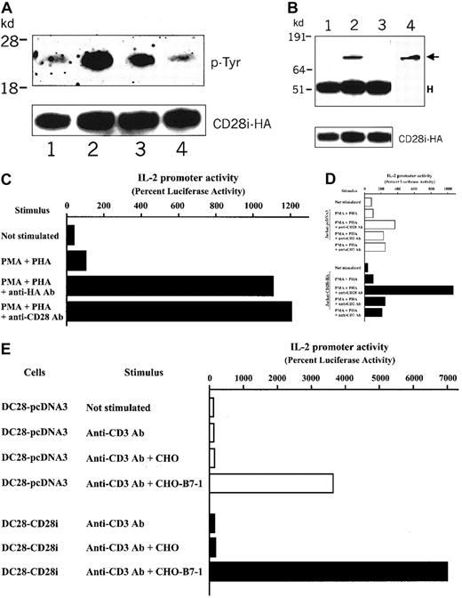 Fig. 5. CD28i functions as an integral factor to increase the CD28 costimulation signal. / (A) Tyrosine phosphorylation of CD28i induced by crosslinking of CD28. CD28i-HA–transfected Jurkat T cells were serum starved overnight. Cells were incubated with anti-CD28 Ab or anti-CD43 Ab for 30 minutes on ice. Anti–mouse IgG Ab was added to start activation at 37°C for 2 minutes and 5 minutes and then cell lysates were prepared with 1% Nonidet P40. Immunoprecipitation was performed with anti-HA Ab, and immunoprecipitates analyzed by immunoblotting. The top panel shows the data blotted with anti–P-Tyr (indicated as p-Tyr). The same membrane was blotted with anti-HA Ab and is shown in the bottom (indicated as CD28iHA). Lane 1: not stimulated. Lane 2: CD28 stimulated for 2 minutes. Lane 3: CD28 stimulated for 5 minutes. Lane 4: CD43 stimulated for 2 minutes. (B) Association of CD28i with PI3-kinase p85α induced by crosslinking of CD28. CD28i-HA–transfected Jurkat T cells were serum starved overnight. Cells were incubated with CHO cells or mouse B7-1–transfected CHO cells at 37°C for 5 minutes and then cell extracts were prepared with 1% Nonidet P40. Immunoprecipitation was performed with anti-HA Ab and immunoprecipitates analyzed by immunoblotting. The top panel shows the data blotted with anti–PI3-kinase p85α. The same membrane was blotted with anti-HA Ab and is shown in the bottom panel (indicated as CD28i-HA). Lane 1: not stimulated. Lane 2: CHO-B7-1–stimulated. Lane 3: CHO-stimulated. Lane 4: whole-cell lysate of Jurkat T cells. The arrow indicates the position of PI3-kinase p85α. H indicates the position of the Ig heavy chain. (C) HA-tagged CD28i is functional in inducing costimulation. HA-tagged CD28i and an IL-2 reporter plasmid were transfected into Jurkat T cells. Sixteen hours later, cells were stimulated for 6 hours with PHA and PMA in the presence of anti-HA Ab or anti-CD28 Ab as indicated on the left. Cell extracts were examined for IL-2 promoter activity by luciferase assays. The data represent 3 different experiments with similar results. (D) CD28i enhances CD28 signals in Jurkat T cells. The CD28i-HA or the control plasmid (pcDNA3), and the IL-2 reporter plasmid, were transfected into Jurkat T cells. Sixteen hours later, cells were stimulated for 6 hours with PHA and PMA in the presence of anti-CD28 Ab, anti-CD2 Ab, or anti-CD7 Ab as indicated on the left. Cell extracts were studied for IL-2 promoter activity by luciferase assays. The data represent 5 different experiments with similar results. (E) CD28i enhances the human CD28 signaling in a mouse T-cell hybridoma, DC28. The human CD28 transfectant of mouse T-cell hybridoma DC28 was transfected with CD28i-HA or pcDNA3 and the IL-2 reporter plasmid. Sixteen hours later, cells were stimulated for 6 hours with CHO or CHO-B7-1 in the presence of antimouse CD3 Ab as indicated on the left. The data represent 3 different experiments with similar results.