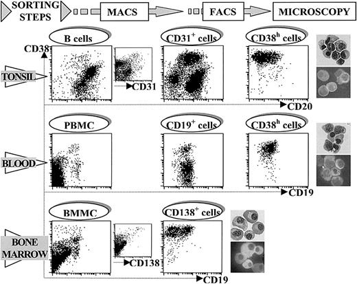 Fig. 1. Purification of human PCs from different territories. / The figure shows a representative example of the consecutive steps followed in the protocol used for the purification of PCs from tonsil (CD20/CD38 staining, upper panel), blood (CD19/CD38 staining, middle panel), and BM (CD19/CD38 staining, lower panel). Tonsil CD38h cells were pre-enriched by treatment with anti-CD31 mAb and MACS, and this cell fraction was the starting point in isolating tonsil CD38h cells by FACS. PBMC from tet-immunized volunteers were used in a first step of blood CD38h cell pre-enrichment by treatment with anti-CD19 mAb and MACS. Blood CD38h cells were finally purified from this CD19+ cell fraction by FACS. BM CD38h cells were isolated from BMMCs in a single step by treatment with anti-CD138 mAb and MACS. In the 3 territories CD38h cells were identified as PCs by Giemsa staining as well as intracytoplasmic Ig staining of cytospin preparations of purified CD38h cells (upper and lower photograph, respectively), in each territory. Original magnification × 300.