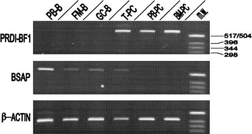 Fig. 3. Messenger RNA for PRDI-BF1/Blimp-1 and BSAP expression levels in different B-cell fractions. / Relative amounts of PRDI-BF1/Blimp-1 and BSAP mRNAs were determined by RT-PCR from highly purified peripheral blood B lymphocytes (PB-B), follicular mantle B cells (FM-B), germinal center B cells (GC-B), tonsil plasma cells (T-PC), peripheral blood plasma cells (PB-PC), and bone marrow plasma cells (BM-PC). RT-PCR using β-actin mRNA sequences served as an internal standard. As molecular weight marker aHinfI digestion of pBR322 was used (MW). Data are representative of the results of 3 experiments using different donors.