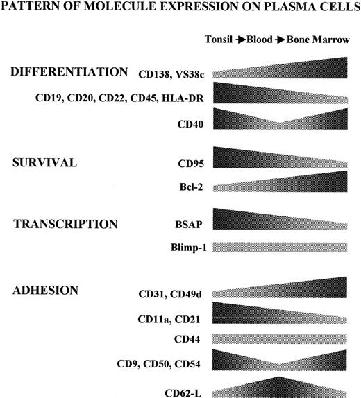 Fig. 5. Compared expression of the studied molecules in human PCs. / The figure shows a schematic representation of the different phenotypic patterns displayed by PCs along the axis tonsil→blood→BM. The various trends have been simplified, combining percentage and MFI data of positive cells.