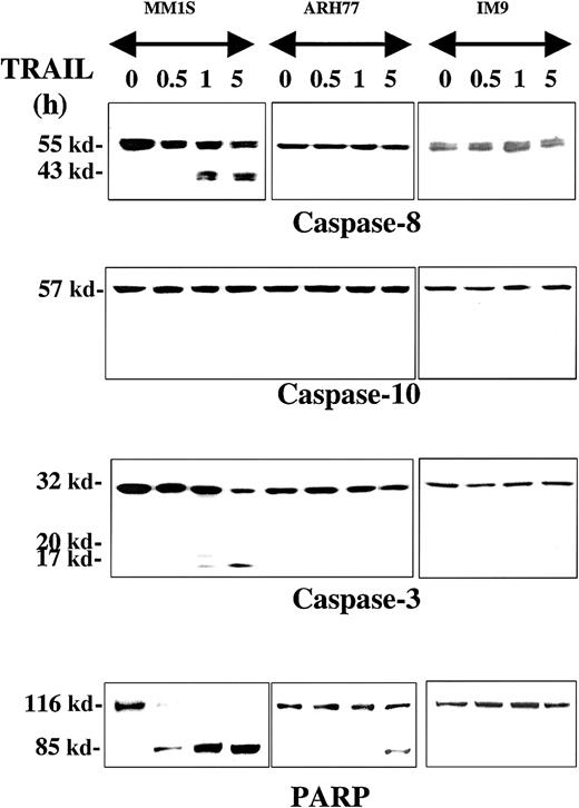 Fig. 1. Immunoblot analysis for caspases and PARP in myeloma cells exhibiting differential sensitivities to TRAIL. / MM.1S, ARH-77, and IM-9 cells were treated with TRAIL (300 ng/mL) for 0.5, 1, and 5 hours. Rapid cleavage of caspase-8, caspase-3, and PARP was observed in the TRAIL-sensitive MM.1S cells. Due to lower caspase-8 protein levels in TRAIL-resistant cells, longer exposures were used to ensure adequate visualization of the bands. Caspase-10 was not cleaved, excluding it as an apical caspase in the TRAIL pathway for MM. In the moderately TRAIL-resistant ARH-77 cells, cleavage of caspases and PARP was significantly inhibited, though eventually low-level cleavage of caspase-3 (on longer exposure of the film) and PARP was seen at 5 hours of treatment. No cleavage of any caspases or PARP was detected in highly TRAIL-resistant IM-9 cells.