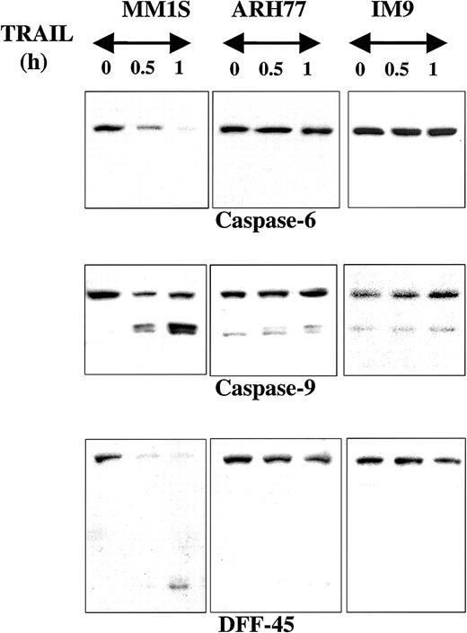 Fig. 3. Immunoblot analysis for caspase-6, caspase-9, and DFF45 in myeloma cells exhibiting differential sensitivities to TRAIL. / Immunoblot analysis for caspase-6, caspase-9, and DFF45 was performed for TRAIL-sensitive (MM.1S), moderately resistant (ARH-77), and highly resistant (IM-9) cells treated with TRAIL (300 ng/mL) for 0.5 and 1 hour. Rapid cleavage of caspase-6, caspase-9, and DFF45 was observed in MM.1S, but not ARH-77 or IM-9 cells. A band corresponding to cleaved caspase-9 was constitutively present in ARH-77 or IM-9 cells, but remains unchanged after TRAIL treatment.