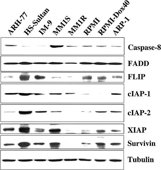 Fig. 5. Expression of intracellular regulators of apoptosis in TRAIL-sensitive and TRAIL-resistant myeloma cells. / Immunoblot analysis was used to examine cell lysates from myeloma cells that are moderately resistant (ARH-77), highly resistant (HS-Sultan, IM-9), or sensitive (MM.1S, MM.1R, RPMI 8226, RPMI-Dox 40, ARP-1) to TRAIL for expression of apoptosis-inducing (procaspase-8 and FADD) or apoptosis-blocking (FLIP, cIAP1, cIAP2, XIAP, and survivin) proteins. Equal protein loading was ensured by demonstration of uniform tubulin expression.