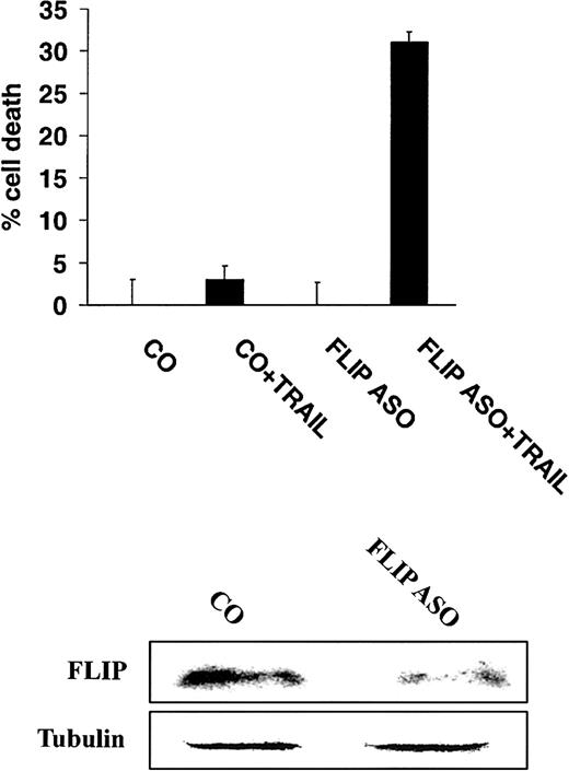 Fig. 8. Inhibition of FLIP expression with antisense oligonucleotides sensitizes TRAIL-resistant MM cells to TRAIL. / Cell death of highly TRAIL-resistant IM-9 cells transfected with either FLIP antisense (ASO) or control (CO) oligonucleotides, and then treated with or without TRAIL (200 ng/mL) for 18 hours. FLIP and tubulin protein levels are shown for comparison.