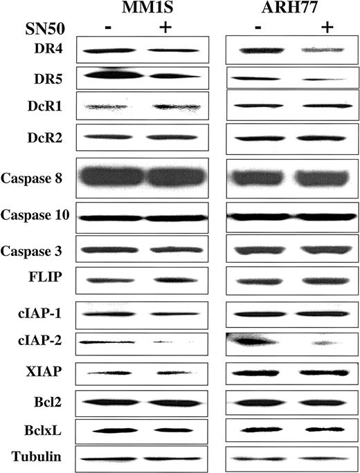 Fig. 9. Expression of TRAIL receptors and intracellular apoptosis regulator proteins in myeloma cells treated with the NF-κB inhibitor SN50. / Immunoblot analysis for TRAIL receptors (DR4, DR5, DcR1, DcR2), procaspase-8, procaspase-10, procaspase-3, FLIP, cIAP1, cIAP2, XIAP, survivin, Bcl2, and Bcl-xL in TRAIL-sensitive (MM.1S) and moderately resistant (ARH-77) cells treated with and without the NF-κB inhibitor SN50 (30 μg/mL) for 6 hours. Levels of tubulin are shown for confirmation of equal protein loading.