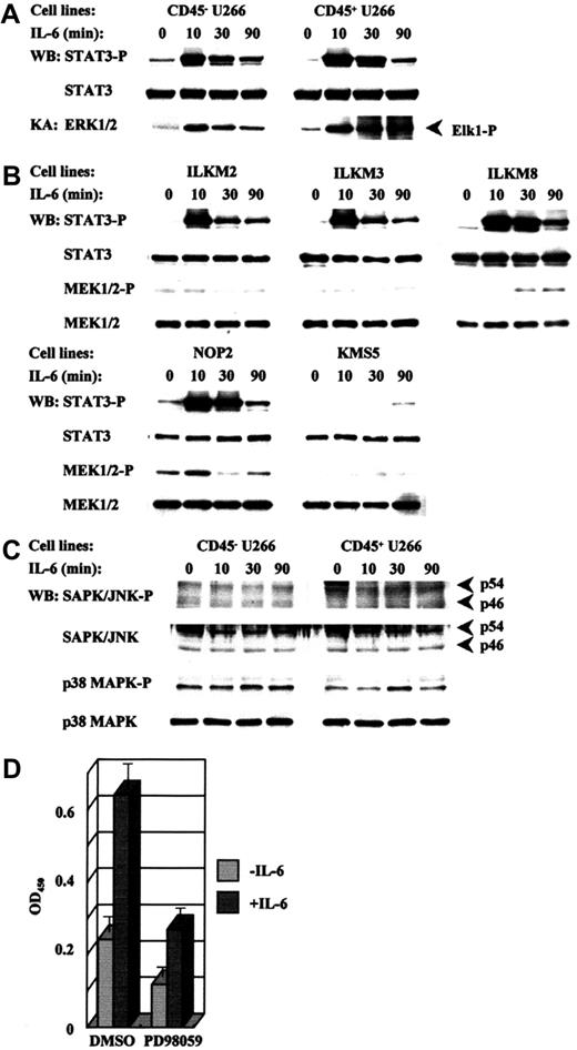 Fig. 2. STAT3 and MEK1/2-ERK1/2 are activated in response to IL-6 in CD45− myeloma cell lines. / (A,B) Activation of STAT3 in myeloma cell lines stimulated with IL-6 for 0, 10, 30, or 90 minutes was determined by Western blot analysis (WB) using antibodies specific for phosphorylated STAT3 at the tyrosine residue 705 (STAT3-P). The activation of the Ras-ERK pathway was assessed by ERK1/2 kinase assay (KA) using Elk-1 as a substrate (A) and by Western blot analysis using the specific antibodies for the phosphorylated MEK1/2 at the serine residues 217 and 221 (MEK1/2-P) (B) for U266 cells (A) and for other myeloma cell lines (B), respectively. (C) Activation of SAPK/JNK and p38 MAPK was analyzed using phosphorylated SAPK/JNK at threonine 183 and tyrosine 185 (SAPK/JNK-P) and phosphorylated p38 MAPK at threonine 180 and tyrosine 182 (p38 MAPK-P) antibodies, respectively. (D) Proliferation of CD45+ U266 cells assessed by BrdU incorporation was suppressed by a MEK1 inhibitor, PD98059 (20 μM). Values of BrdU incorporation are indicated by means and SDs that were obtained from 3 independent experiments using triplicate samples.