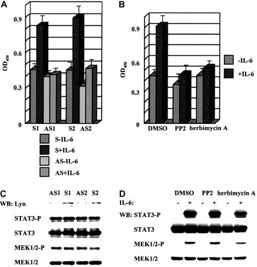 Fig. 4. Lyn PTK is required for proliferation of CD45+ U266 cells enhanced by IL-6. / (A) BrdU incorporation was used to determine the DNA synthesis of CD45+ U266 cells treated with Lyn-specific sense (S, left 2 bars) or antisense (AS, right 2 bars) oligodeoxynucleotides (10 μM) in the presence (the second and fourth bars) or absence (the first and third bars) of IL-6. The results obtained from the experiments using 2 different oligodeoxynucleotides 1 and 2 are indicated on the left and right, respectively. (B) The PTK inhibitors PP2 (300 ng/mL, middle) and herbimycin A (1 μg/mL, right) reduce the BrdU incorporation of CD45+ U266 cells by IL-6 (right bars; left bars are without IL-6). Control DMSO is shown on the left. (C) Western blot analysis shows the effect of antisense (AS) or sense (S) oligodeoxynucleotides specific for Lyn on the expression of Lyn, STAT3, and MEK1/2 in CD45+ U266 cells. Western blot analysis is also used to examine the phosphorylation of STAT3 (Tyr705) and MEK1/2 (Ser217/221) in CD45+ U266 cells treated with either Lyn-specific antisense or sense oligodeoxynucleotides in the presence of IL-6. (D) Western blot analysis shows the phosphorylation and expression of STAT3 and MEK1/2 in CD45+ U266 cells treated with PP2 or herbimycin A prior to IL-6 stimulation. Values of BrdU incorporation are indicated by the means and SDs resulting from 3 independent experiments using triplicate samples (A,B).