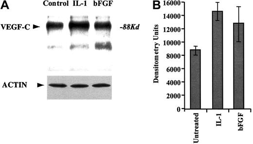 Fig. 1. HUVECs produce VEGF-C. / (A) Primary HUVECs were cultured serum-free for 24 hours in the absence or presence of IL-1α (5 ng/mL) or FGF-2 (10 ng/mL). Supernatants were collected, immunoprecipitated for VEGF-C, and immunoblotted with antibodies against VEGF-C. Actin Western blot is also shown as a control for even protein concentration. (B) Densitometry measurements of total band intensities of the VEGF-C levels in HUVEC supernatants were measured and graphed. Error bars (SEM) were calculated from 3 independent experiments and represent the mean variation in signal intensity.