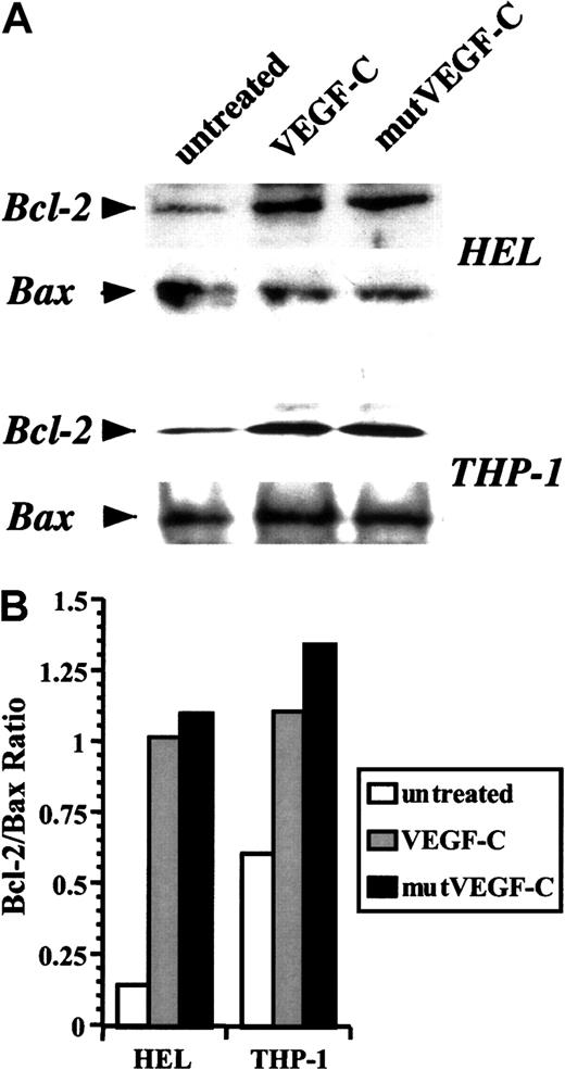 Fig. 4. Induction of Bcl-2 levels by VEGF-C and mutVEGF-C. / (A) Serum-starved HEL and THP-1 cells were treated in the absence or presence of VEGF-C (100 ng/mL) or mutVEGF-C (200 ng/mL) for 24 hours. Cells were lysed in RIPA buffer, proteins resolved by acrylamide gel electrophoresis, and immunoblotted for Bcl-2 and Bax. (B) Bcl-2 and Bax band densities were measured, and Bcl-2/Bax ratios were graphed for the different conditions.