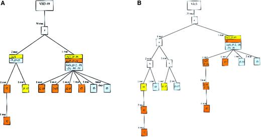 Fig. 4. Genealogical trees for the VH and the Vλ rearrangements of case 3. / There were 11 cells that carried a VH as well as a Vλ gene amplificate (the names of the cells are given in the trees). In the Vλ tree generated by the software, one mutation (either 200 G to A or 200 G to C in all sequences; see sequences available from the EMBL data library) was erroneously regarded as a shared mutation. This was corrected, defining the mutations as distinct events. Furthermore, we positioned f1-37 into the left main branch of the Vλ tree to get compatibility in the heavy and light chain genealogical trees. Dup indicates duplication. See Figure 2 for additional explanations.