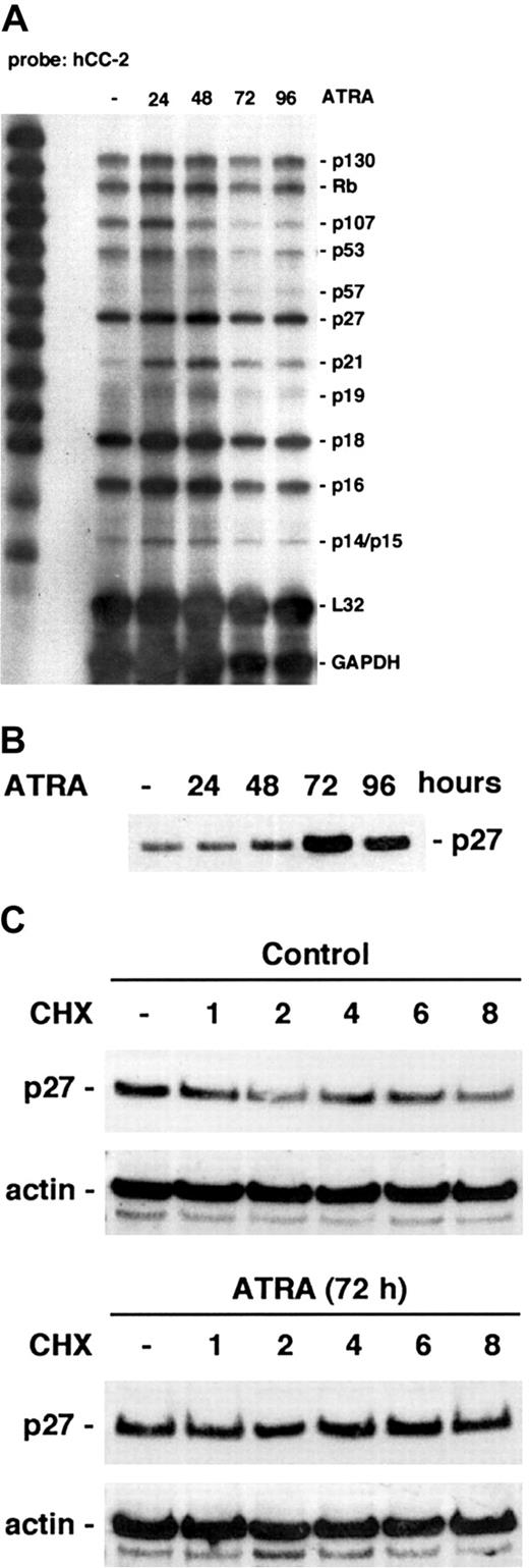 Fig. 3. ATRA-induced cell cycle arrest is associated with up-regulation of CKIs p21 and p27. / (A) RPA analysis of different CKIs during ATRA-induced differentiation was done using the hCC-2 multitemplate probe and total mRNA from ATRA-treated cells. (B) ATRA-induced regulation of p27 protein levels was determined by Western blot analysis using whole cell lysates of ATRA-treated cells harvested at the indicated times. (C) To determine the turnover of p27 protein, cells were grown with ATRA or left untreated, cycloheximide (CHX) was added after 72 hours of induction, and cells were harvested at 0, 1, 2, 4, 6, and 8 hours after CHX treatment. Whole cell lysates were prepared and analyzed by Western blot using antibodies directed against p27 or actin.