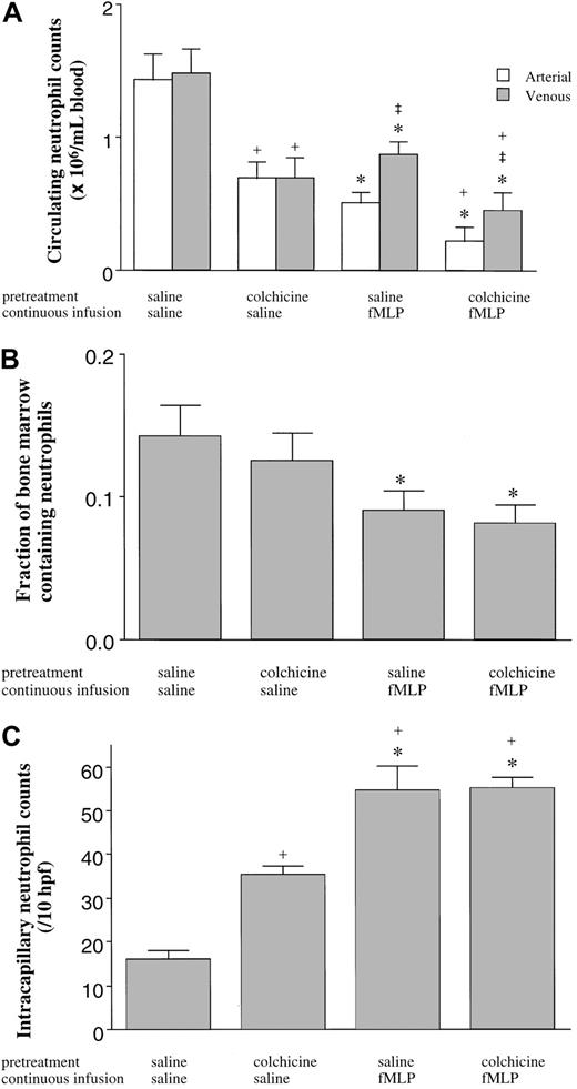 Fig. 7. The effect of fMLP on the distribution of neutrophils in the blood (A), the BM (B), and the pulmonary capillaries (C). / Neither the fMLP-induced fall in the circulating neutrophil counts nor the venous-arterial gradient was inhibited by pretreatment with colchicine (A). fMLP induced a release of mature neutrophils from the BM as demonstrated by the decrease in the volume fraction of the BM cavity occupied by neutrophils (B), which was not inhibited by pretreatment of rats with colchicine (B). fMLP induced neutrophil sequestration within the pulmonary capillaries, and this sequestration was not inhibited by colchicine (C). Colchicine itself induced a decrease in the number of neutrophils circulating within the blood, which was accompanied by an increase in the number of neutrophils sequestered within the capillaries. n = 5 rats in each group; *, significantly different from animals given an infusion of saline compared with fMLP (P < .05); ‡, significantly different from arterial counts (P < .05); and +, significantly different from saline pretreated rats (P < .05).