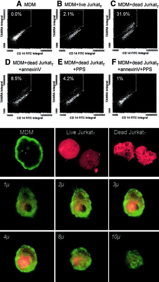 Fig. 7. Influence of the heparin affinity of dead cells on phagocytosis. / Live or dead Jurkat cells labeled with TAMRA (JurkatT) were incubated with human monocyte–derived macrophages (MDMs) cultured on Permanox slides. Analysis of the monolayers for the population of cells that were positive for FITC–anti-CD14 and for TAMRA was carried out by laser scanning cytometry and confocal microscopy. (upper panels) Results obtained by laser scanning cytometry in experiments carried out in the absence of JurkatT cells (A), in the presence of live JurkatT cells (B), and in the presence of dead JurkatT cells incubated without additions (C) or together with unlabeled annexin V (D), pentosan polysulfate (E), or a combination of annexin V and pentosan polysulfate (F). (lower panels) Phagocytosis of JurkatT under these experimental conditions by confocal microscopy. (top line, left to right) MDMs stained with FITC–anti-CD14 (green), live and dead JurkatT cells, respectively, labeled with TAMRA (red). (lower 6 panels) Series of sections taken through MDM after engulfment of a dead JurkatT cell. The depth of each section is marked in italics (objective, ×60; zoom factor, 5.0).