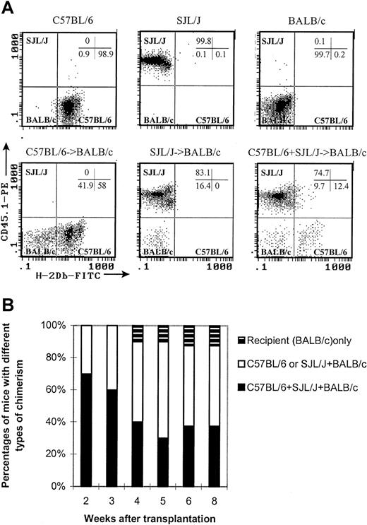 Fig. 2. Stable mixed chimerism in the recipients of cells from 2 different donors. / Peripheral blood was obtained at various time points after transplantation. First, 50 μL blood were incubated with antibodies at room temperature for 15 minutes. The stained samples were then processed in Multi-Q-Prep to lyse the red cells. The samples were analyzed in a Coulter EPICS-XL flow cytometer equipped with System II software. The absolute counts were determined by using Flow-Count. (A) Representative histograms show how to differentiate the cells of 3 different origins in different chimeric states. C57BL/6: H-2Db+CD45.1−. SJL/J: H-2Db−CD45.1+. BALB/c: H-2Db−CD45.1−. All histograms were CD45-gated. (B) Kinetics of chimerism.