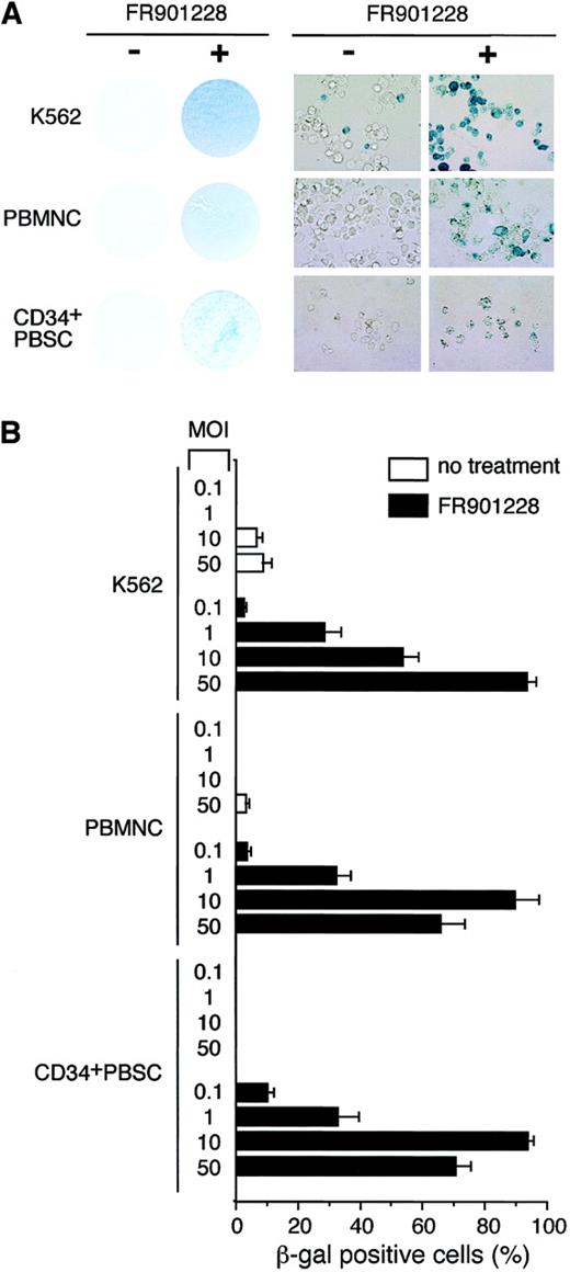 Fig. 2. Expression of β-galactosidase transgene after adenovirus infection of FR901228-treated cells. / K562 cells were treated for 48 hours with 1 ng/mL FR901228. Frozen PBMCs and CD34+ PBSCs were thawed and expanded in medium for 4 days and then treated with 0.1 ng/mL FR901228 for 24 hours. Cells were infected with AdCMVβgal for 1 hour in medium without serum. Infected cells were maintained in media with serum for an additional 72 hours before staining for β-galactosidase activity using the β-Gal Staining Kit (Invitrogen, Carlsbad, CA). (A) Photographs of cells infected with adenovirus and stained for β-galactoside activity. On the left are photographs of cells incubated without (−) and with (+) FR901228 before they were infected with AdCMVβgal. K562 cells were infected at an MOI of 50, whereas PBMCs and CD34+ PBSCs were infected with an MOI of 10. Cells are shown at a higher magnification on the right. (B) Quantitation of β-galactosidase–positive cells after adenovirus infection. β-galactosidase–positive cells were counted from 3 nonoverlapping fields of cells treated with FR901228 or control cells infected with AdCMVβgal at the indicated MOI.