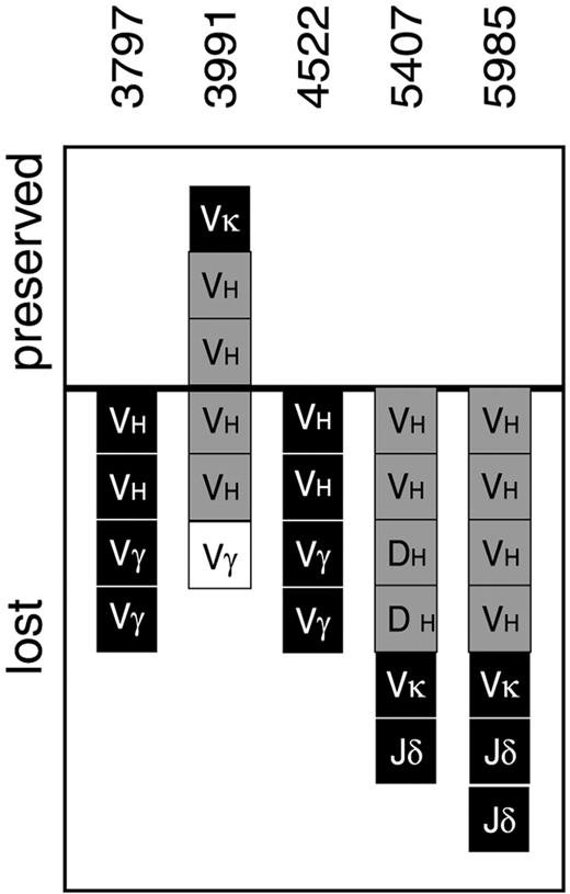 Fig. 3. Ig/TCR gene rearrangement stability in 5 precursor-B–ALL patients subjected to comparative heteroduplex PCR analysis at diagnosis and at presumably secondary AML. / All Ig/TCR gene rearrangements identified at diagnosis in patients 3797, 4522, 5407, and 5985 were lost, which is in line with secondary AML. In contrast, several IGH and IGK gene rearrangements in patient 3991 were preserved, suggesting a phenotypic shift from ALL to AML. Black squares represent monoclonal rearrangements; gray squares, biclonal/oligoclonal rearrangements; white squares, oligoclonal/polyclonal rearrangements. All squares above the line represent stable MRD-PCR targets, while all squares below the line represent Ig/TCR gene rearrangements lost owing to clonal evolution. VH indicates VH-JH gene rearrangements; DH, DH-JH gene rearrangements;Vκ, Vκ-Jκ gene rearrangements; Vγ, Vγ-Jγ gene rearrangements; Jδ, rearrangements to Jδ1-Dδ3 region detected by Southern blot analysis.