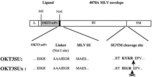 Fig. 1. Schematic representation of chimeric retroviral glycoproteins displaying an anti-CD3 scFv. / A cDNA encoding an scFv derived from the OKT3 monoclonal antibody raised against the human CD3 was fused to the amino-terminal end of the 4070A-MLV env gene, at a position corresponding to the first codon of the SU envelope subunit. A spacer, 7 amino acids long, was inserted between the scFv polypeptide and the envelope glycoprotein to minimize steric hindrances. The SU/TM cleavage site was inactivated by replacing the Lys-Tyr-Lys-Arg wild-type amino acid sequence by the IPe-Glu-Gly-Arg sequence. L indicates leader-signal peptide; ligand, anti-CD3 scFv polypeptide; SU, surface envelope subunit; TM, transmembrane envelope subunit.