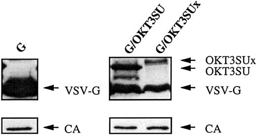 Fig. 2. Immunoblots of pelleted lentiviral vectors generated with VSV-G and OKT3SU- or OKT3SUx-displaying glycoproteins. / Virions were pelleted by ultracentrifugation of supernatants harvested from lentiviral vector-producer cells. Blots were separated at the position of 40-kd marker. The upper portion of the membrane was stained with a mixture of antibodies against MLV-SU and against VSV-G. The lower part of the membrane was stained with antibodies against HIV-1 CA (capsid) protein to assess equivalent loading of virions on the gels. The positions of the OKT3SU, OKT3SUx, VSV-G, and CA proteins are indicated.