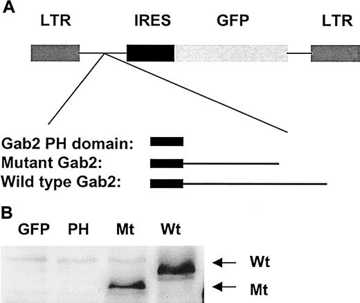 Fig. 1. Overexpression of wild-type, the PH domain, and a deletion mutant Gab2 without SHP-2 binding sites in Ba/F3 cells. / (A) Wild-type (Wt), the PH domain encoding region (PH), and Gab2 deletion mutant (Mt) cDNAs were cloned into MSCV-IR-GFP vector and transfected into Ba/F3 cells by electroporation. (B) GFP-expressing cells were sorted by FACS after 48 hours. Sorted cells were expanded and lysed in RIPA buffer, 50 μg cell lysates was resolved by SDS-PAGE and blotted with anti-Gab2 antibody.