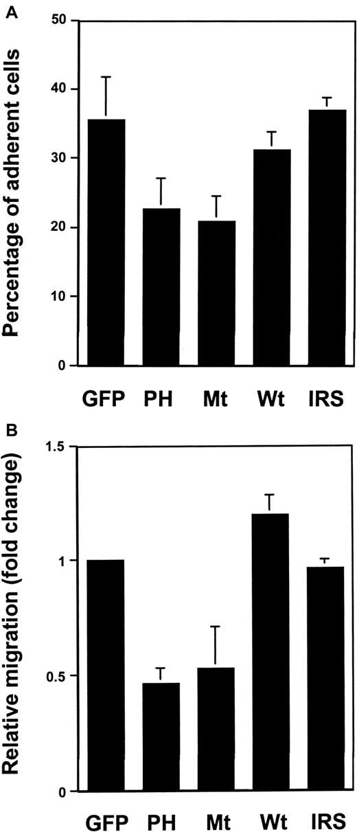 Fig. 2. The β1-integrin–mediated adhesion and migration of Ba/F3 cells transfected with dominant negative Gab2 molecules were reduced. / (A) Wild-type, mutant Gab2 cDNAs, the rat IRS-1 PH domain-coding region (IRS) as well as control vector transfected Ba/F3 cells were examined for their capacity to adhere to fibronectin-coated 24-well plates as described in “Materials and methods.” The percentage of adherent cells was determined using the One Solution Proliferation Kit. (B) Migration assays were performed using fibronectin-coated transwells as described in the text. The relative migration (fold change) was expressed as the ratio of the number of wild-type, mutant Gab2 cDNA, and IRS-1 PH domain-transfected cells migrating to the number of GFP vector-transfected cells migrating over the same period of time. Shown in both panels is the mean ± SD of 3 independent experiments; each experiment was performed in triplicate.