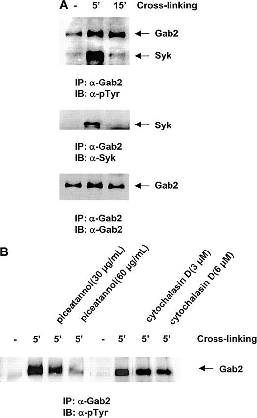 Fig. 3. Gab2 is phosphorylated in response to integrin cross-linking. / Ba/F3 cells were stimulated by β1-integrin cross-linking as described in “Materials and methods.” (A) Cell lysates were prepared and anti-Gab2 immunoprecipitation was performed. Immunoprecipitates were resolved by SDS-PAGE and blotted with antiphosphorylated tyrosine, anti-Syk, and anti-Gab2 Abs. (B) Ba/F3 cells were preincubated with 30 and 60 μg/mL piceatannol for 10 minutes or with 3 and 6 μM cytochalasin D for 45 minutes before β1-integrin cross-linking was conducted. Cell lysates were prepared and the phosphorylation status of Gab2 was then examined as above. Shown in both panels are representatives of 2 independent experiments.