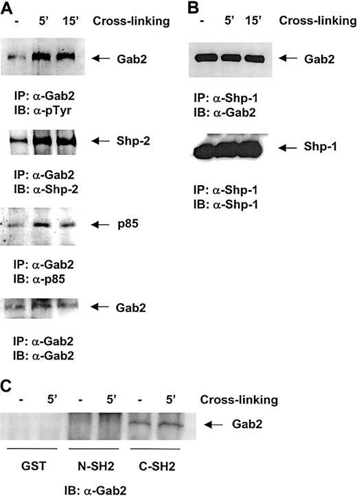 Fig. 4. Gab2 associates with the SHP-2 and SHP-1 phosphatases and the p85 subunit of PI3 kinase in the β1-integrin signaling pathway. / (A) Ba/F3 cells were stimulated by β1-integrin cross-linking for 5 and 15 minutes as indicated in the text. Cell lysates were prepared and anti-Gab2 immunoprecipitation was performed. Immunoprecipitates were resolved by SDS-PAGE and then blotted with anti-SHP-2, anti-p85 subunit of PI3 kinase, and anti-Gab2 Abs. (B) Anti-SHP-1 immunoprecipitation was conducted followed by anti-Gab2 Western blotting. (C) Cell lysates (500 μg) of Ba/F3 cells stimulated by β1-integrin cross-linking were incubated with 10 μg of the SHP-1 N- or C-terminal SH2 domain GST fusion proteins that were immobilized on glutathione beads for 4 hours. Bound proteins were resolved by SDS-PAGE and then immunoblotted with anti-Gab2 Ab. Shown are representatives of 2 independent experiments.