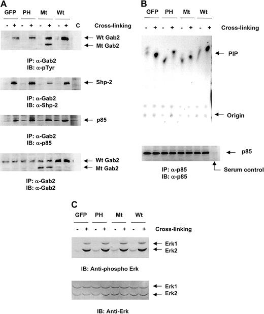 Fig. 5. Transfection of the PH domain or the deletion mutant Gab2 molecules resulted in a compromised activation of PI3 but not Erk kinases. / Wild-type, mutant Gab2, and control vector-transfected Ba/F3 cells were starved and stimulated by β1-integrin cross-linking for 5 minutes. (A) Cell lysates were prepared and immunoprecipitated using anti-Gab2 Ab was performed. Immunoprecipitates were resolved by SDS-PAGE and blotted with antiphosphorylated tyrosine, anti-SHP-2, anti-p85, and anti-Gab2 Abs. Serum control immunoprecipitation (c) was performed using the cell lysates of stimulated wild-type Gab2-transfected cells. (B) Cell lysates were immunoprecipitated using anti-p85 subunit of PI3 kinase Ab. Immunoprecipitates were washed and subjected to PI3 kinase assay as described in detail in “Materials and methods.” 32P-labeled phospholipids were visualized by autoradiography. Shown in the lower panel is the loading control of PI3 kinase precipitated by anti-p85 Ab. Serum control immunoprecipitation was performed using the cell lysates of stimulated wild-type Gab2 transfected cells. (C) Whole cell lysates (20 μg) were resolved by SDS-PAGE and blotted with antiphospho Erk Ab. For the loading control, membranes were stripped and reblotted with anti-Erk Ab. The pictures shown are representative of 2 independent experiments.
