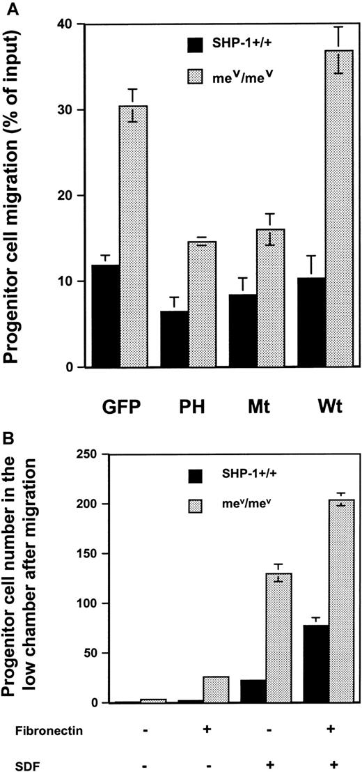 Fig. 6. Hematopoietic progenitor cell migration was decreased by the transduction of the PH domain or a Gab2 deletion mutant lacking SHP-2 binding sites. / (A) Primary bone marrow cells were transduced with the PH domain and the deletion version of Gab2 cDNAs by retroviral-mediated gene transfer. Transduced hematopoietic cells were sorted for GFP expression by FACS followed by migration assay as described in “Materials and methods.” (B) Primary bone marrow cells from wild-type andviable motheaten mice were directly analyzed for their migration (6 × 105 cells/well) on fibronectin-coated or uncoated transwells, with or without SDF in the lower chambers. Progenitor assays were conducted for the cells before migration and the cells migrating to the lower chambers.